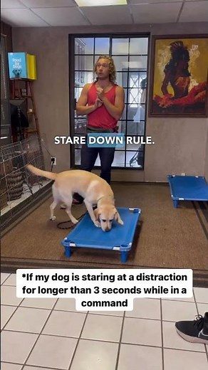 🐶🧠How to Practice Impulse Control🐿️🐕 We all get FOMO(fear of missing out) sometimes and for our