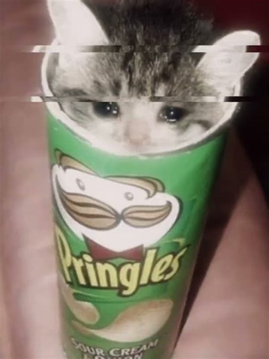 Sad cat completion #animals #fyp #sad #shorts