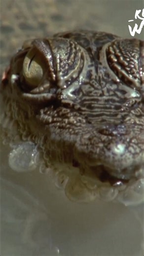 Females eat quickly while males struggle with their defensive claws. Low tide offers calm waters and a gentle slope for baby crocs to reach land, all under mom's watchful eye. Have you ever seen such dedicated parenting? #crocodiles #wildlife #nature #animals #babies | Real Wild