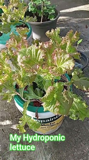 hydroponic lettuce about to harvest #gardening #garden #hydroponicgardening