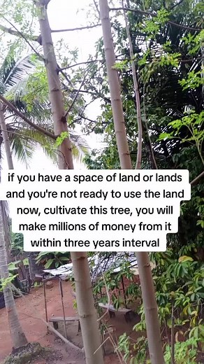 Maximize Land Potential with Profitable Tree Cultivation