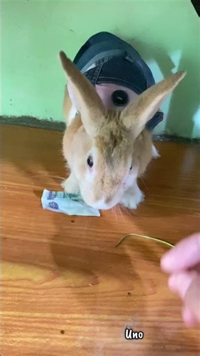 His money 💰🐇 #mybunny #bunny #uno #pets #petrabbit #cute #rabbit #funny #cutebunny #funnybunny