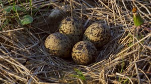 Protective northern lapwing guarding its nest