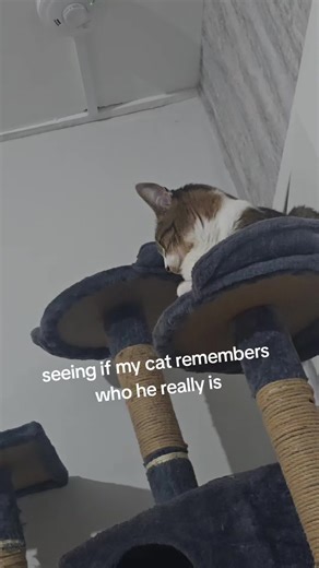 ᗰᗩᗰᗩᖴIGᕼTIᑎGᖴIᗷᖇO💜 (@jodiiecairns)’s videos with Originalton - 🇪🇬Ancient Egypt🇪🇬