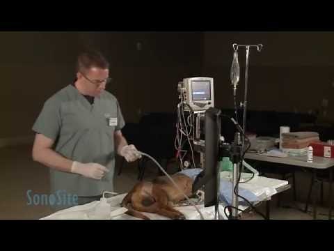 Ultrasound Guided Sciatic Nerve Block in a Dog: Part 2 of 3