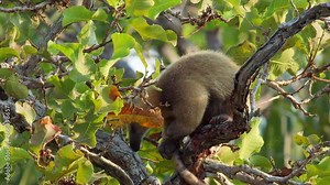 Tamandua anteater baby resting in tree in rainforest edge in tropical grass savanna in Barba Azul Nature Reserve