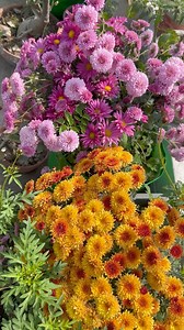 My flower garden 🌷🌸🌼🌻 #plantsmakepeoplehappy #flowerstagram | Pro_planting