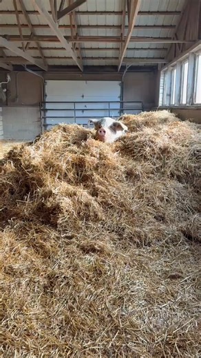 Pigs love to feel comfy and secure at night, and building nests to sleep in is one of their strongest instincts. Emmett looks so content sitting in his straw nest. 🐷💤 On factory farms, pigs are denied this simple comfort. Instead, they’re often crammed indoors in extreme confinement, with no room to follow their natural instincts, like nesting, rooting, or even forming friendships. Every pig deserves safety, comfort, and a life free from fear. 💚 | Farm Sanctuary