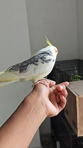 My boy ❤️❤️ #cockatielcompanion #cockatieldaily #happytiel #talkingbird #cockatiellove #petcockatiel #birdphotography #cockatielworld #birdwatching #cockatiellife | yellow feather