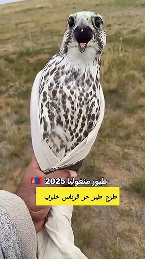 طرح طير حر قرناس خلوي طيور منغوليا 🇲🇳 2025 #التغطيه #birds #nature طرح هديب الهديب