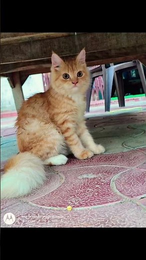 my cute cat 🐱 #short#catlove #catvedio