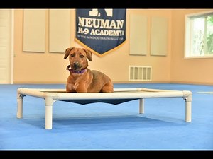 Brooklyn (Coonhound/Beagle Mix) Boot Camp Dog Training Video Demonstration