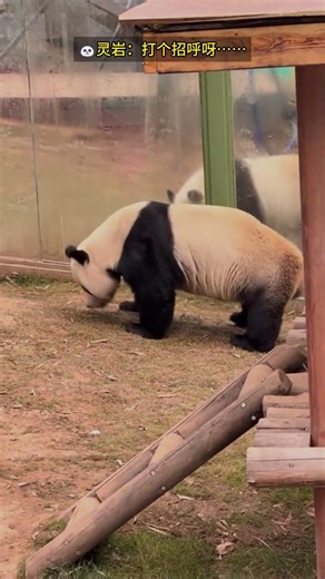 The Jumping Panda! Ling Yan Says Hello Like a Pro 🐼bounce!✨