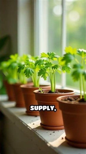 How to Grow Fresh Cilantro at Home for Beginners