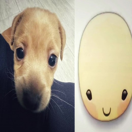 Emojis para Perros: La Diversidad en el Mundo Canino