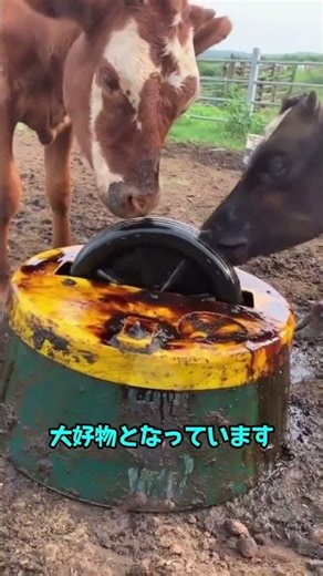 A black liquid that animals like