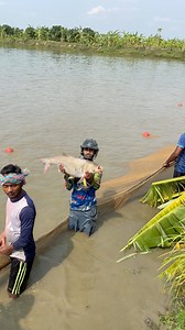 Biggest Fishing | Daily Village Life