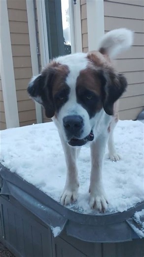 GRACIE OF THE NORTH!🐶🐾#yodel#yodelling#yodeling#polka#swissalps#swissmiss#switzerland#song#funnydogs