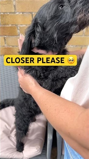 This Is Why Dogs Don’t Deserve Us 🥺🐶