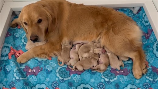 13K views · 617 reactions | Here are the Risque x Teaque babies! ❤️ | Bearabella Golden Retrievers | Facebook