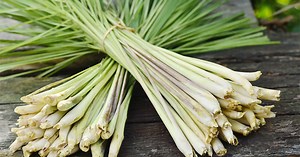 Les bienfaits de l'huile essentielle de citronnelle