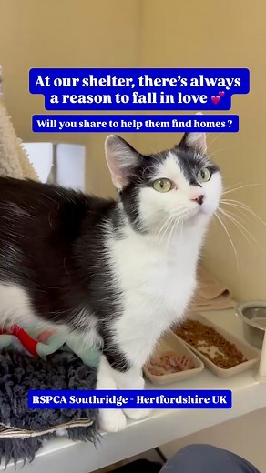 At our shelter, there’s always a reason to fall in love 💕 Each of these rescue cats has so much love to give, they’re just waiting for someone to give them a chance. From sweet snuggles to playful paws, every one of them is ready to be someone’s whole world. You might not be able to adopt, but you can help them find love — share this post and help these shelter cats find their forever homes. 💖 Fallen in love ? Then visit our website link to apply today. All cats are located at RSPCA Southridge