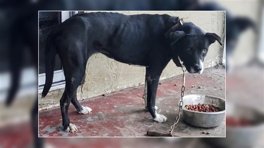 Lauderhill woman arrested after injured dog found chained up had to be euthanized: Cops