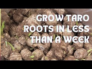 How to Germinate Taro Roots Indoors