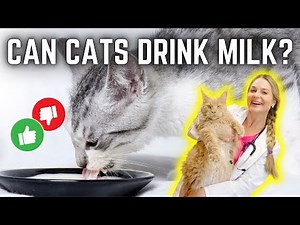 Why Cats Should NOT Drink Cows Milk? | Myth Busted! Vet Simply Explains