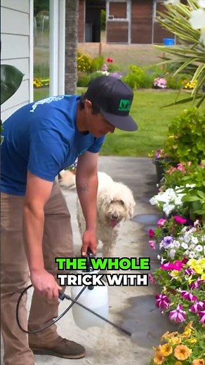 How to Keep Roses Heathy and Free from Common Diseases