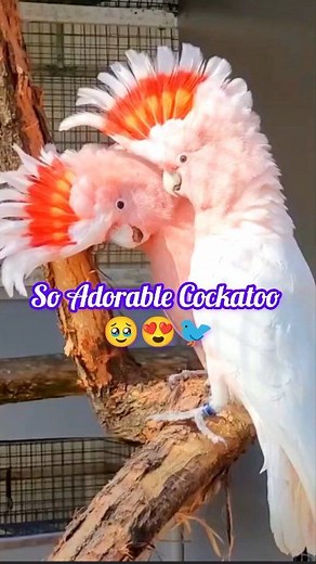 82K views · 3K reactions | So adorable cockatoos 凉 #birds #petcare #petlovers #cockatoo #pet | Limon Aviary | Facebook