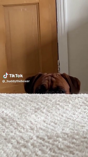 Waiting for permission to get up 😭 #boxerdog #buddy #cutedog #boxerdogsoftiktok #boxerpuppy #boxerlife #dogsvideo #dogsoftiktok #doglovers #funnydog #funnyboxer #dogtok #fyp