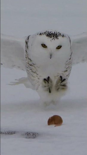 👉 El búho nival: el guardián blanco del Ártico 🦉❄️ #sabiasque