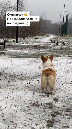 #корги #коргипемброк #коргищенки #коргироссии #коргимосква #corgi #corgipuppy #corgilove #corgilife #corgisofinstagram #corgination #corgiplanet