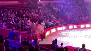 4.7K views · 313 reactions | Die Chefin des Hauses, Jana Mandana Lacey Krone. #mandana #meinecircuswelt #janamandanalaceykrone #lacey #circuskrone #krone #cirque #pferd #horse #horses #pferde #manege #circus #kronebau #farbenspiel #zirkus #manege #pony #trierlehrerin #dressur | Meine Circus Welt | Facebook