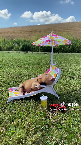 Adorable Miniature Pig Sunbathing in Style