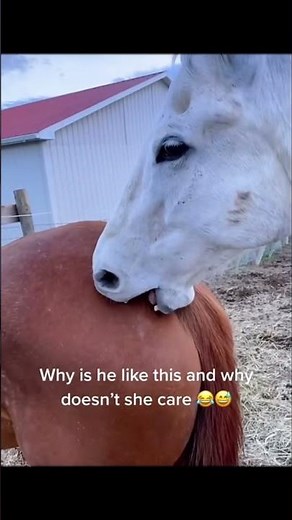 Funny horses#funnyvideo #horse #funnyanimal