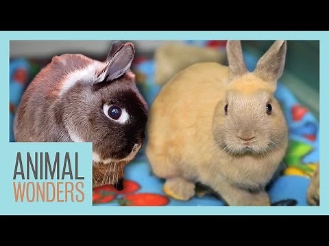 What Happened to Our Rabbit's Head Tilt? Plus New Baby!