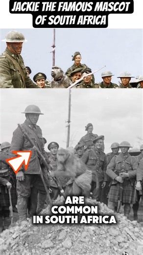 Jackie was owned by South African Albert Marr and was the 3rd South African Infantry Regiment mascot