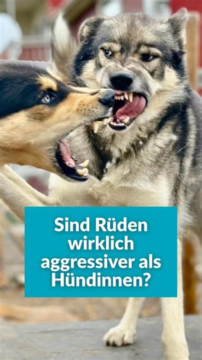 Are male dogs really more aggressive than female dogs? #dogbehavior #dogtraining
