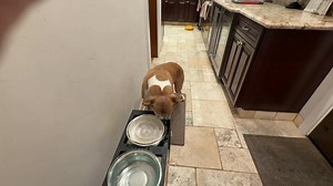 Happy New Year’s Thursday Morning 1/1/26!! OMD!! (Heart guard if today is your day) I heard one boomer on MY rain walkie last night that scared ME, but I slept through the rest!! MY Dad is still asleep this morning as he stayed up for a bit after MY Mom and I went to bed!! Today, 13 days post surgery, I fetched MY doughnut from the toy box!!! Everyone have a safe and GREAT Happy New Year!! | Brewster