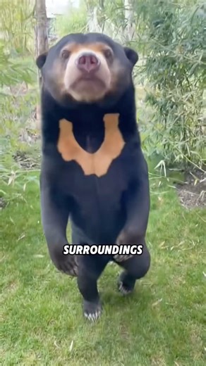 How animals raise their babies! 🐾❤️#animals #pets #science #shortfeed #cute