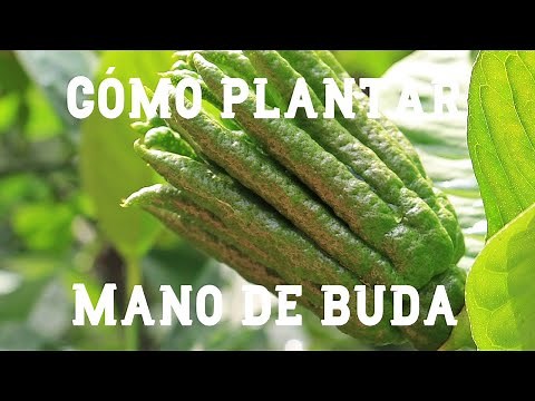 Cómo plantar un limonero mano de buda | El Huerto de Carlos