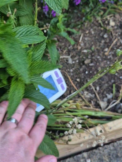 A Lizard in the Garden: A Funny Encounter