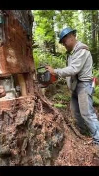 Control the cut, command the fall #wood #asmr #shorts