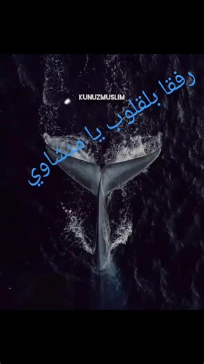 فيديوهات أنشأها Shabaan Salhen (@shabaan.jkhvv) باستخدام الصوت الأصلي - Shabaan Salhen