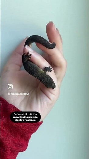 Gravid Gecko Care| My chameleon gecko is about to lay eggs!