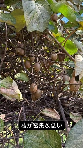 キウイフルーツの棚やり変え🥝
