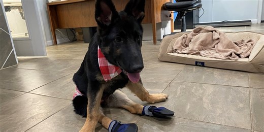 German shepherd puppy with special needs looking for forever home
