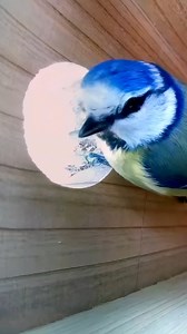 Blue Tit pair are checking out a new box 🐦👀 #wildlife #birdwatching #nature #birdhouse #birds | Nest Box Live